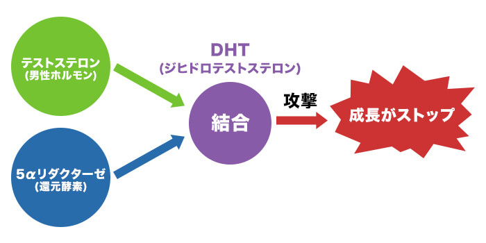 DHTの作用説明
